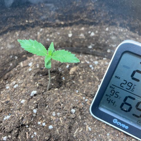 Taproot growlog timeline photo