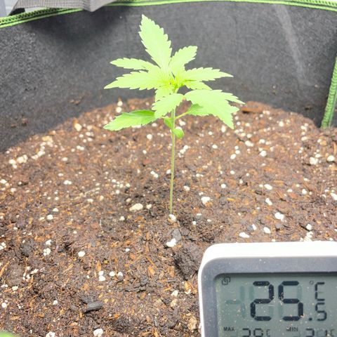 Taproot growlog timeline photo