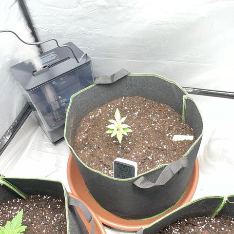 Taproot growlog timeline photo