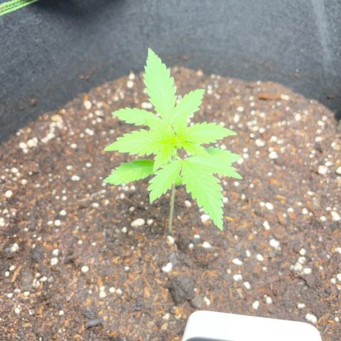 Taproot growlog timeline photo