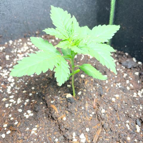 Tree A growlog timeline photo