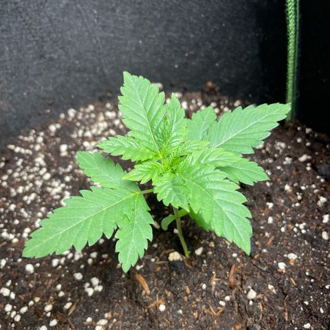 Tree A growlog timeline photo