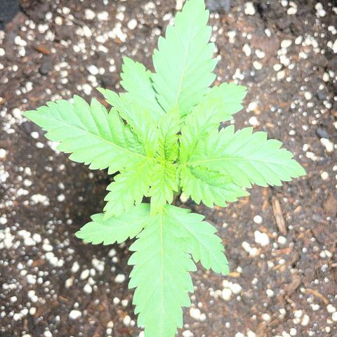 Tree A growlog timeline photo