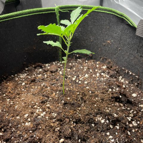Tree B growlog timeline photo