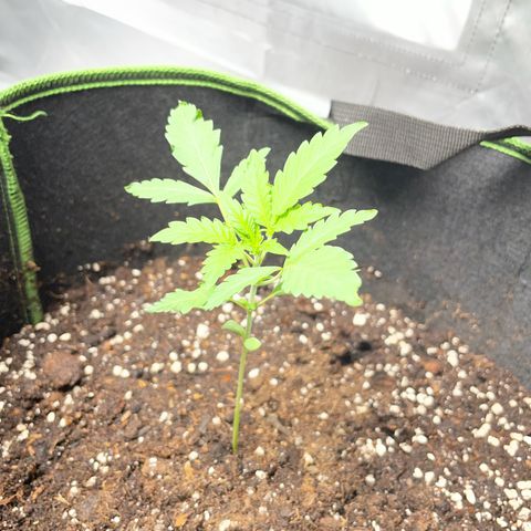 Tree B growlog timeline photo