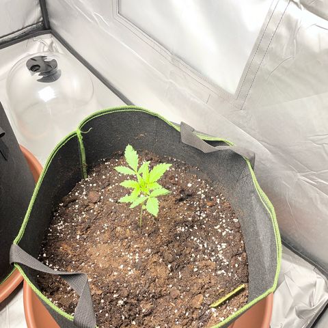 Tree B growlog timeline photo