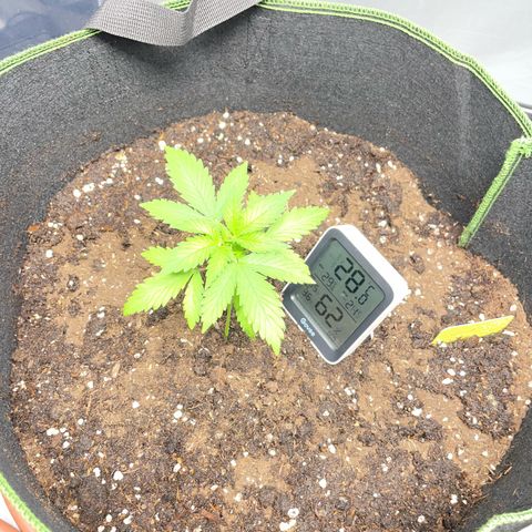 Taproot growlog timeline photo