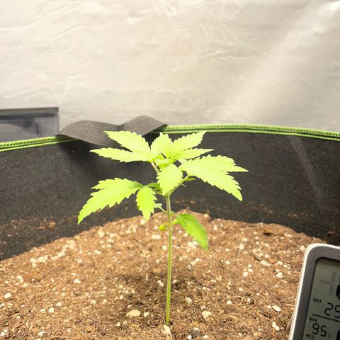 Taproot growlog timeline photo