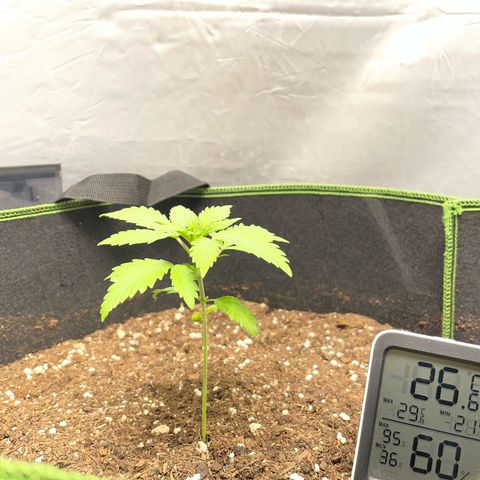 Taproot growlog timeline photo