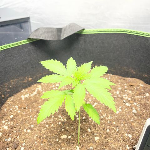 Taproot growlog timeline photo