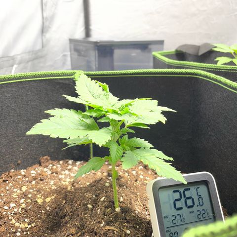 Tree A growlog timeline photo