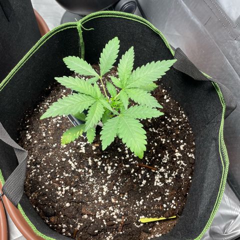 Tree A growlog timeline photo