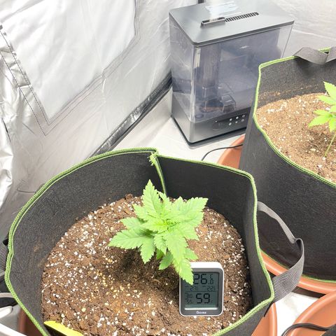 Tree A growlog timeline photo