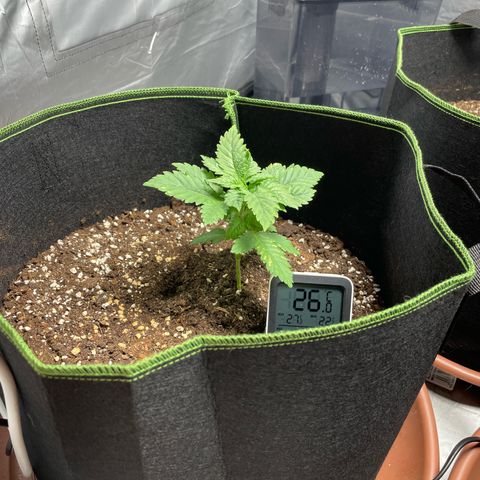 Tree A growlog timeline photo