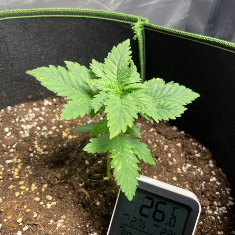 Tree A growlog timeline photo