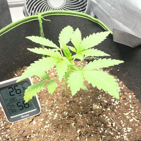 Tree B growlog timeline photo