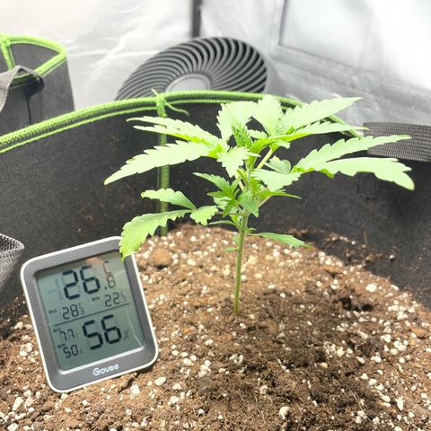 Tree B growlog timeline photo