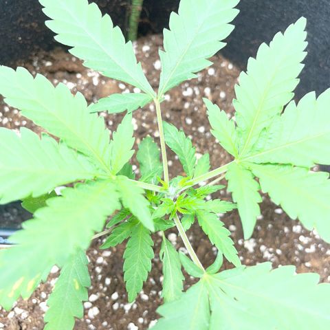 Tree B growlog timeline photo