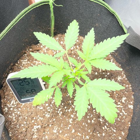 Tree B growlog timeline photo