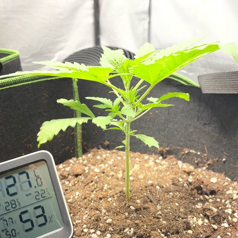 Tree B growlog timeline photo