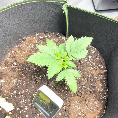 Tree B growlog timeline photo