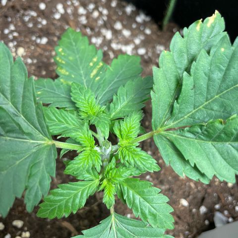 Tree A growlog timeline photo