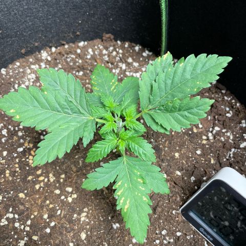 Tree A growlog timeline photo