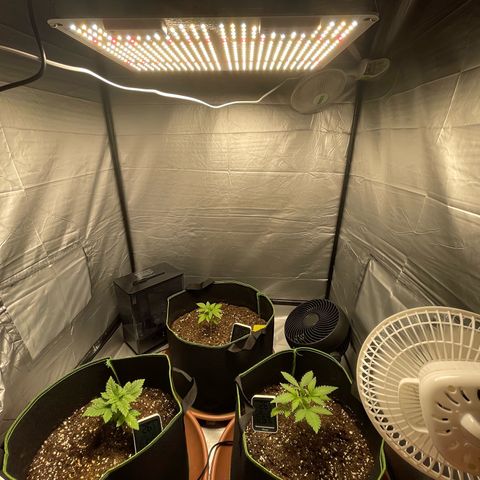 Taproot growlog timeline photo