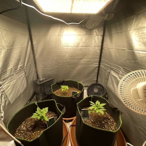Taproot growlog timeline photo