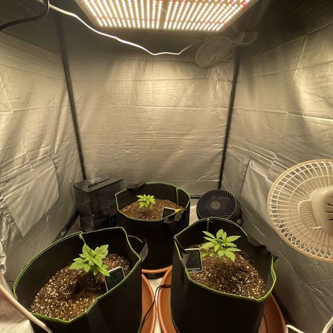Taproot growlog timeline photo