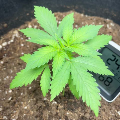 Taproot growlog photo: Looks very happy after water with 4ml of rhiz