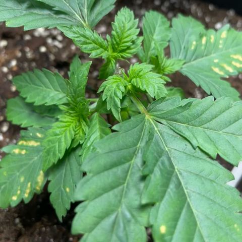 Tree A growlog photo: Looks happy after watering and topping. LST hooks applied on two branches.