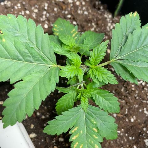 Tree A growlog photo: Looks happy after watering and topping. LST hooks applied on two branches.