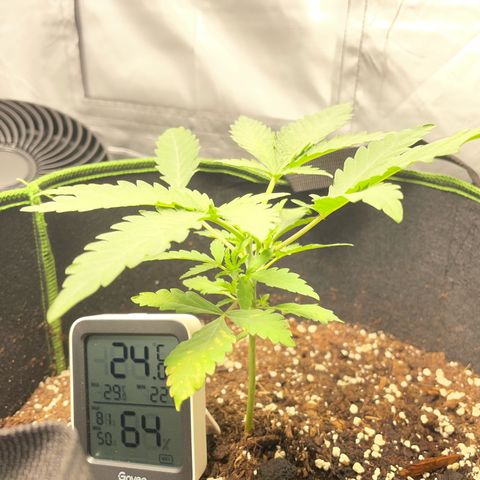 Tree B growlog photo: Looks happy. Topped, no LST hooks. Too tall, but also low density. 