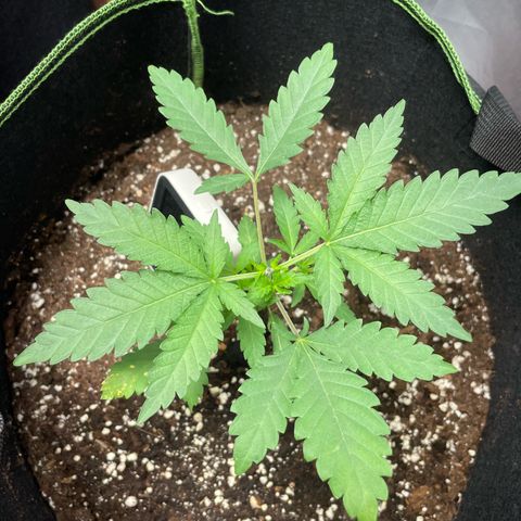 Tree B growlog photo: Looks happy. Topped, no LST hooks. Too tall, but also low density. 