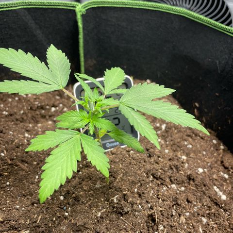 Taproot growlog photo: Topped