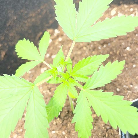 Taproot growlog photo: Topped
