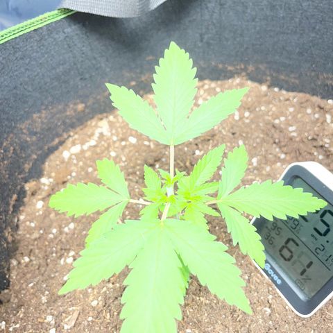 Taproot growlog photo: Topped