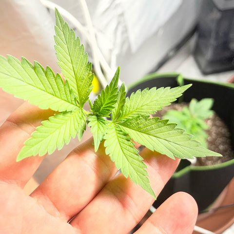 Taproot growlog photo: Topped