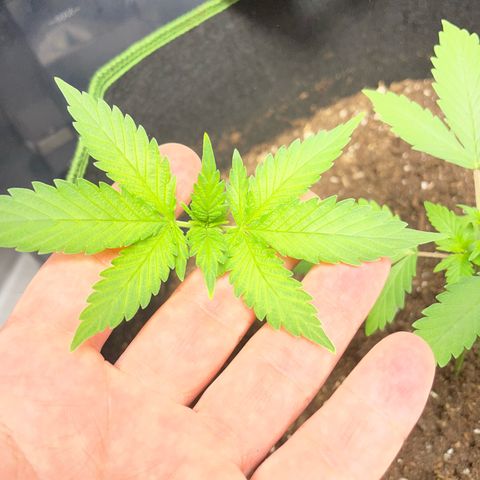 Taproot growlog photo: Topped