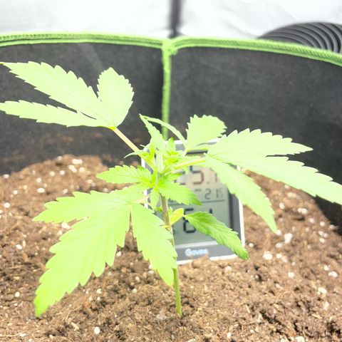 Taproot growlog photo: Topped