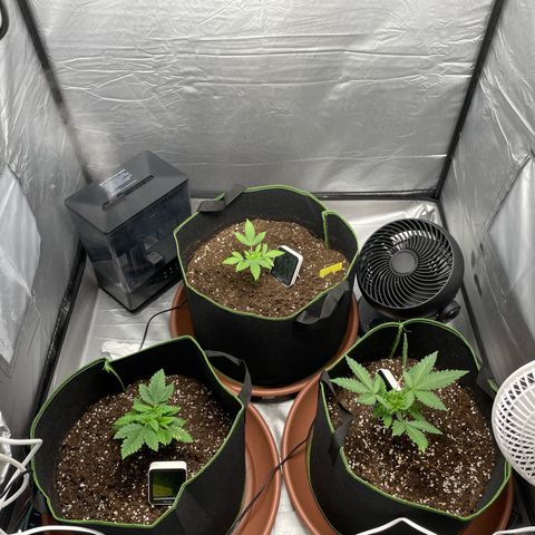 Taproot growlog timeline photo