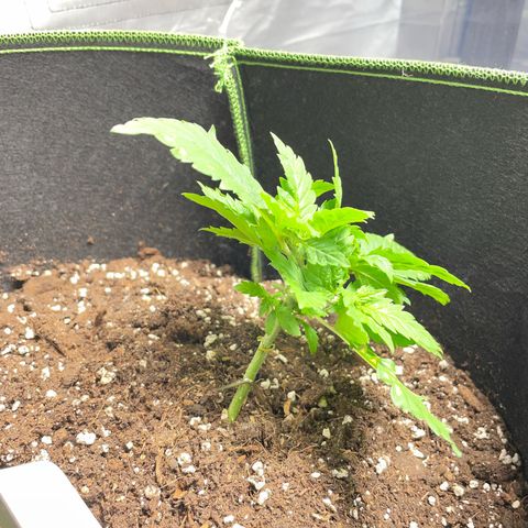 Tree A growlog photo: LST