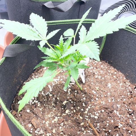 Tree B growlog photo: More LST