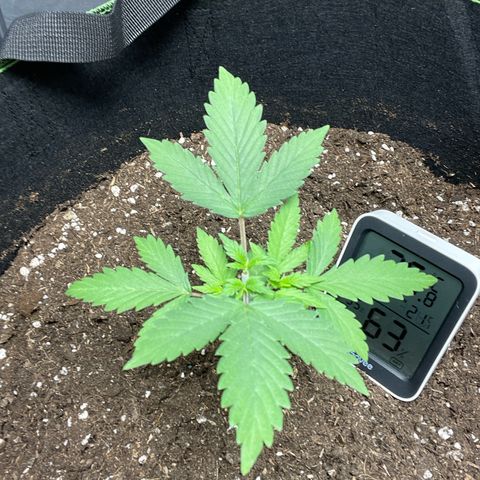 Taproot growlog timeline photo