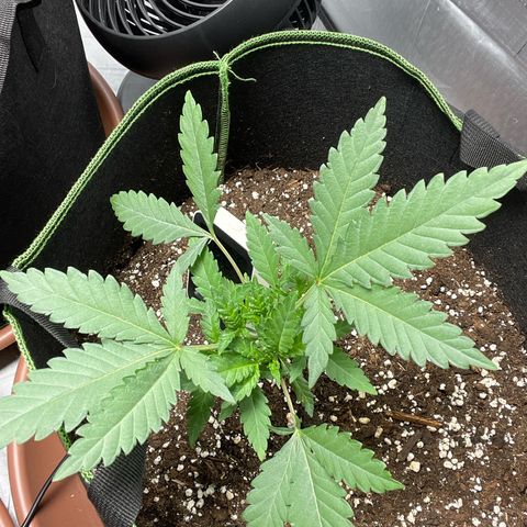 Tree B growlog timeline photo
