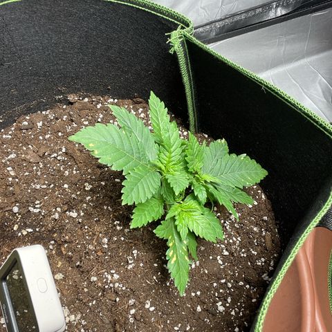 Tree A growlog timeline photo