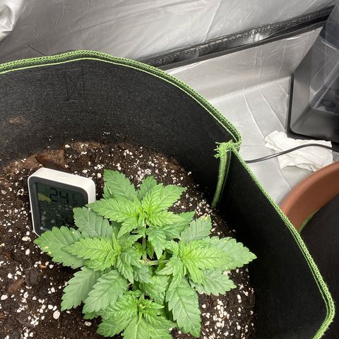 Tree A growlog timeline photo
