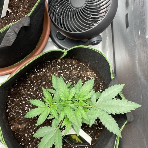 Tree B growlog timeline photo