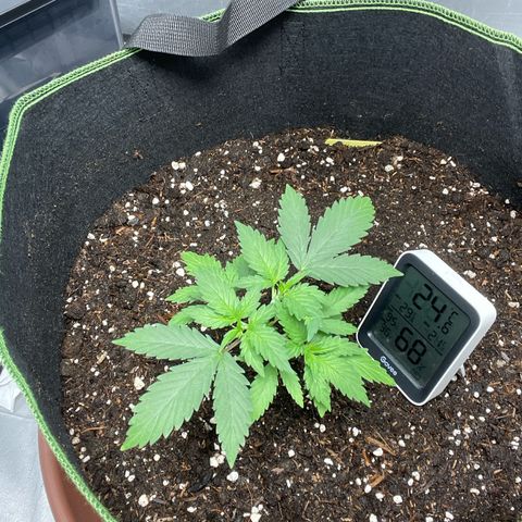 Taproot growlog timeline photo